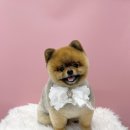 댕바이댕(DANG BY DANG) 이미지