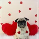 멍멍이 미용실 이미지