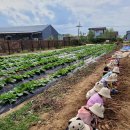 김포 자연 농장 이미지