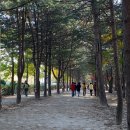 2007.11.02 오래간만에 방문한 남이섬 이미지