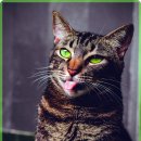 첨단사랑동물병원 이미지