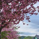 여왕길 | 경주 불국공원 &amp; 선덕여왕길 겹벚꽃 후기