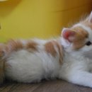 블루드라이어드 이미지