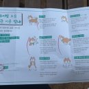 용인애견카페 테일45 프라이빗 A 대관 이용 후기