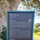 영평조록나무 이미지