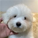 청주 강아지 분양 리몽드 퍼피 켄넬 | 청주 강아지 분양 리몽드 퍼피 켄넬 통해 건강한 반려견 맞이하는 올바른 입양 기준과 초보 보호자 위한...