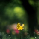 로뎀나무 이미지