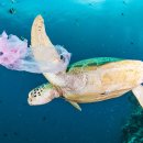 에스메디컬 이미지