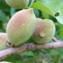 복상농장 이미지