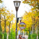 마로니에길 이미지