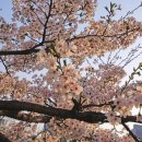 사진일기#61 마음 둘 무언가 (연희동 투어/레몬 타르트 만들기/영종도 여행/안양천 벚꽃 구경/중랑천...