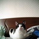 샤방 샤방 이미지