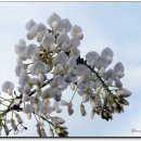 아카시아 이미지