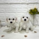 오독안심분양센터 강아지분양 고양이분양 목동점 | 양평동강아지무료분양 꼬숑