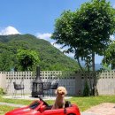 댕댕포레스트 이미지