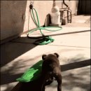 멍멍이PC 이미지