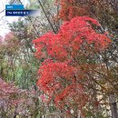 홍천 소노벨 비발디파크 포레스트 두릉산 자연휴양림 걷기좋은길