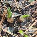 새봄농장(2) 이미지