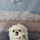 쫑랑쫑랑 이미지