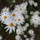 향초목원 이미지