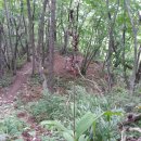 여름의 숲 이미지