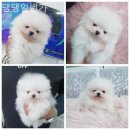 댕댕 일번가 이미지