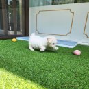 김해 강아지분양 베베몽 이미지