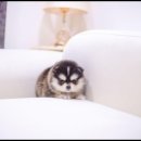 유앤미펫 강아지분양 고양이분양 시흥점 이미지