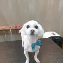 우한수 애견미용실 이미지