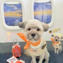 알로하펫 이미지