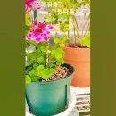작은 식물이나 다육이의 포근한 집 코아하우징 트윈타워 미니 온실 구매 후기
