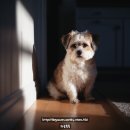 퍼피야놀자 | "털 있는데도 춥다고?" 겨울마다 '이 행동' 하면 추위 신호입니다