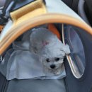 대구강아지분양 원펫 이미지