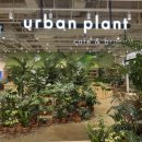 어반플랜트(UrbanPlant) | (운정) 운정 스타필드 카페 추천 어반플랜트 다녀온 후기