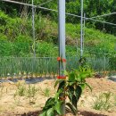 아성2농장 이미지