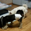 로이네 애견호텔 이미지