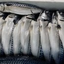 자반고등어 이미지