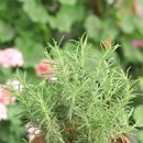 로즈마리 키우는법 이미지