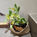 구돌씨커피 이미지