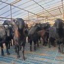 남원미래농장 이미지