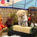 쉐이크테일 강아지 애견 유치원 호텔 미용 이미지