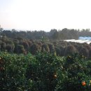 위미동백군락 이미지