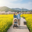 건송리 마을진입로0001 | 아이 동반 제주 유채꽃 완벽 가이드 (유모차·수유실·코스 총정리)