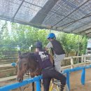 미사리 승마공원 이미지