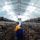 대흥농장2 이미지