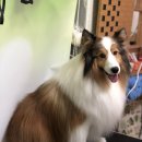 복골온천 애견스파 이미지