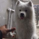 뽀시래기 이미지