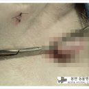 봄앤동물병원 이미지