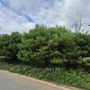 반송 Daum카페