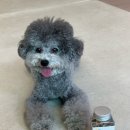 마이펫동물약국 | 강아지구강영양제 추천! 강아지 구강건강엔 &#39;마이펫닥터 덴탈 원츄&#39;